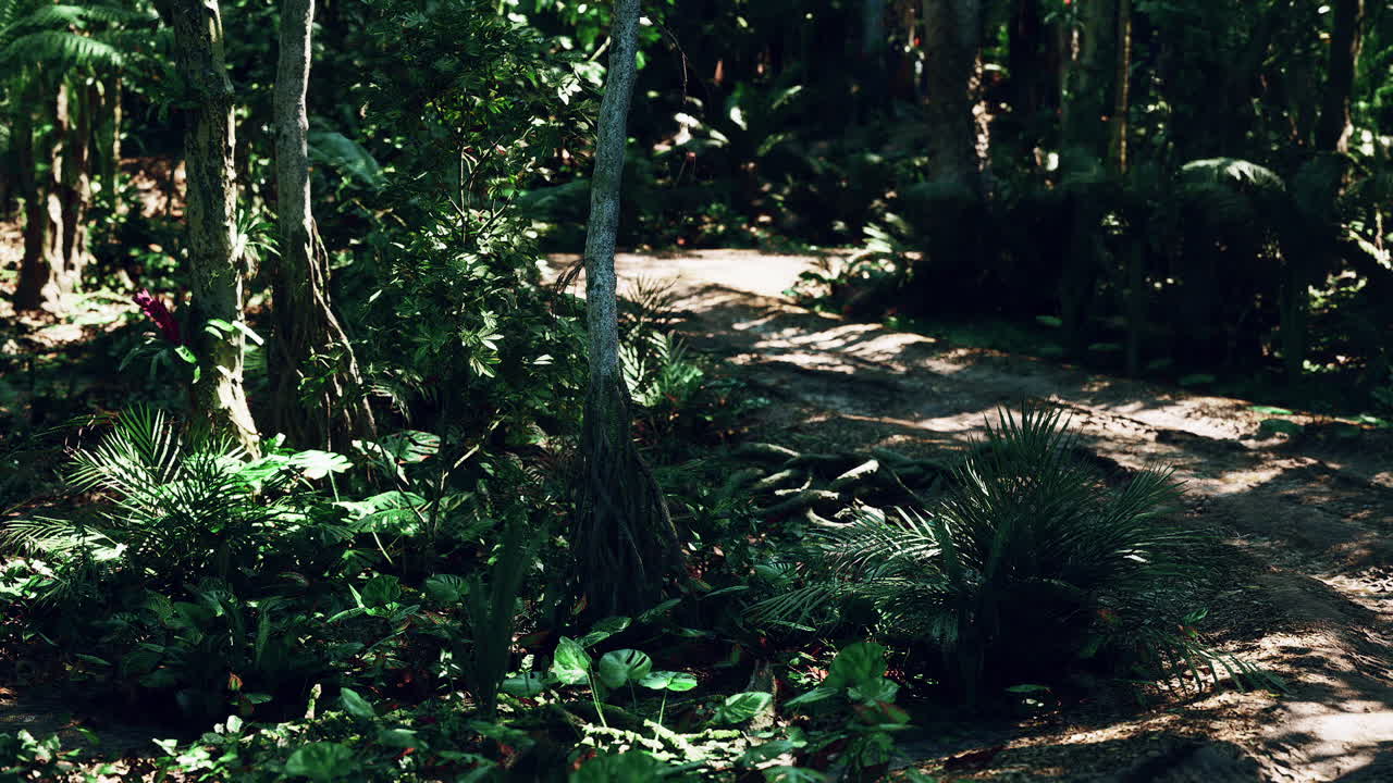 Lush greenery and winding paths in a tropical forest in paraguay