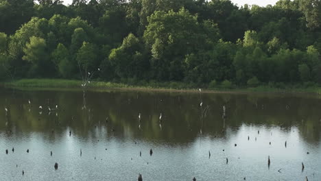 Einzigartige-Sichtung-Eines-Großen-Schwarms-Wasservögel,-Der-Sich-über-Einem-Ruhigen-Fluss-Entspannt