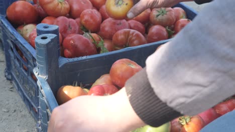 organic tomatoes harvest