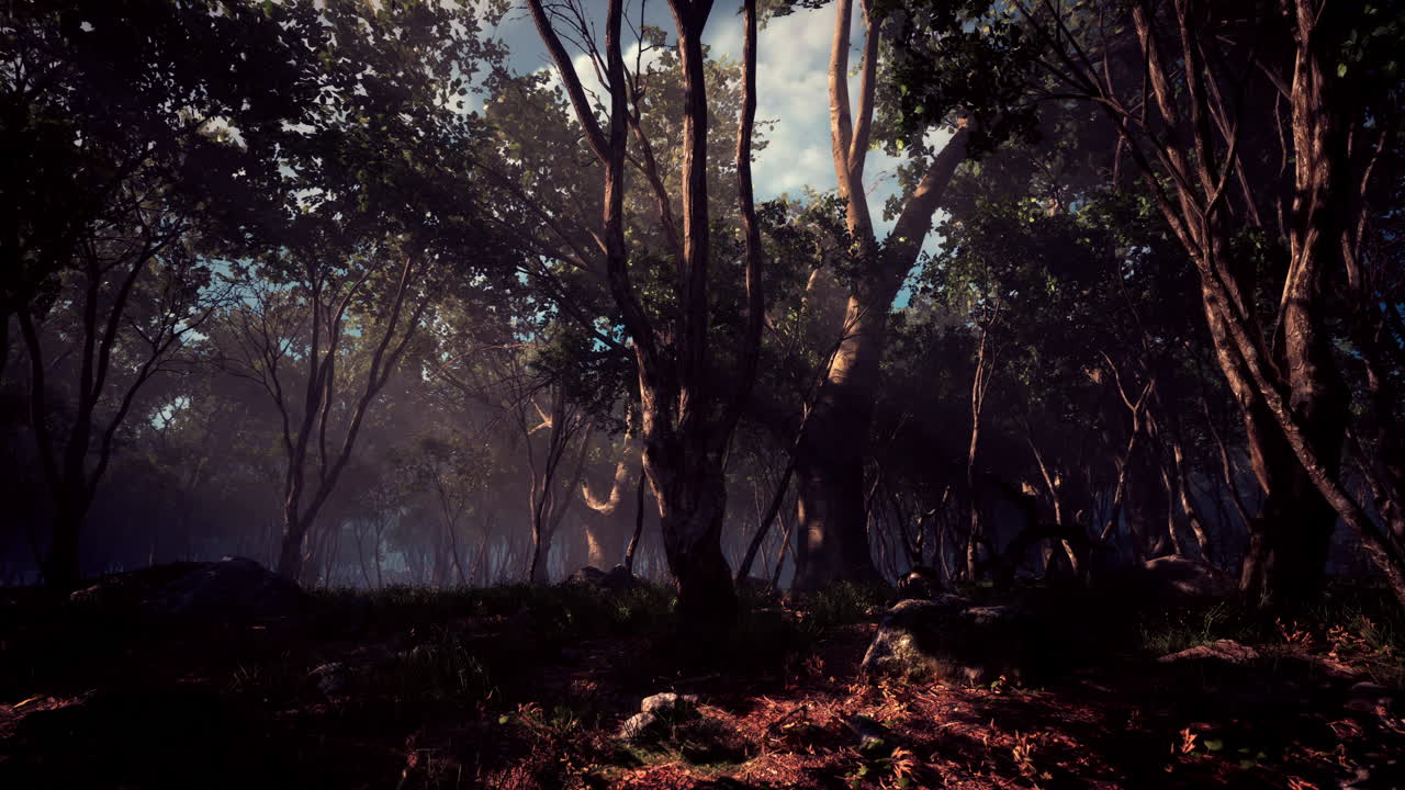 raíces de un árbol en un bosque brumoso