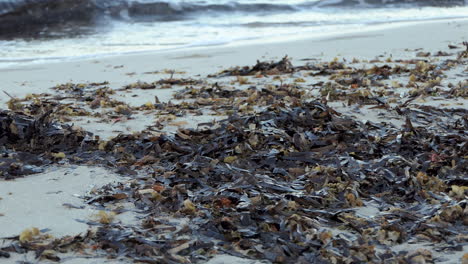 Trockene-Posidonia-Algen,-Die-Von-Den-Wellen-Beim-Ersten-Licht-An-Einer-Mittelmeerküste-In-Menge-Angespült-Wurden