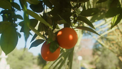 sunny orange tree branch