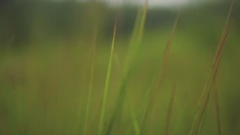 Close-up-fixed-clip-of-swaying-blades-of-grass-in-gentle-breeze,-abstract-scene-suitable-for-background