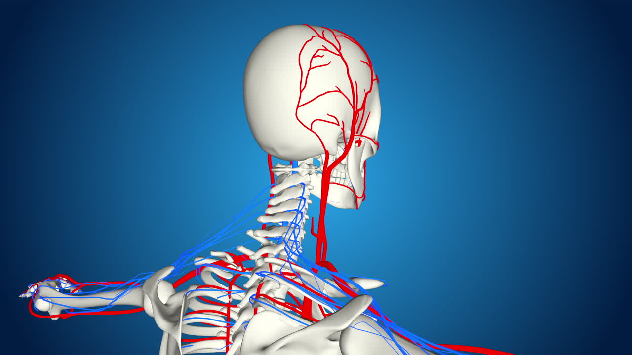 Human Head and Neck Anatomy with Blood Vessels