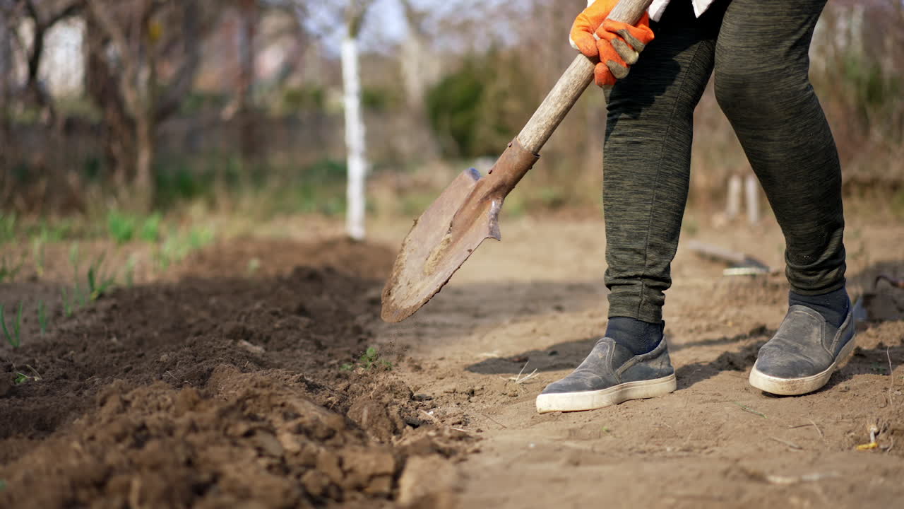 Woman is digging ground. Spring work in the garden in spring. Preparation for planting veggies.