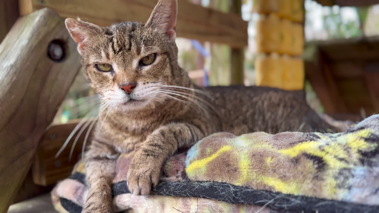 Primo piano di un gatto tigrato che sbadiglia, si guarda intorno e si lecca mentre è seduto fuori su un cuscino