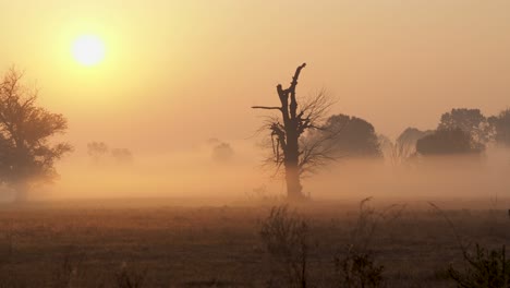 Shot-of-morning-mist-over-open-field-at-sunrise