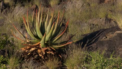 áloes que crecen en el desierto