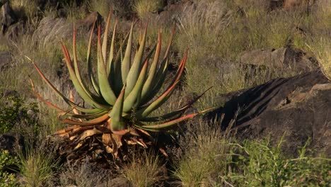 aloes growing in the desert