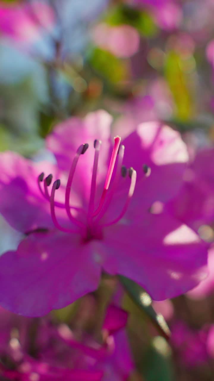 Bunga rhododendron merah muda cerah mekar di taman yang disinari matahari. Latar belakang fokus lembut meningkatkan warna cerah bunga. Kelopak melengkung lembut dengan benang sari halus terlihat. Sinar matahari alami menonjolkan tekstur kelopak.