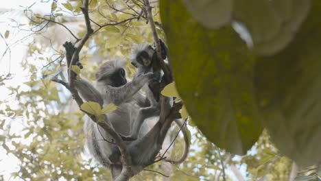 Mutter-Roter-Colobus-Affe,-Der-Säugling-Pflegt,-Sansibar,-Tansania,-Niedriges-Winkelmedium