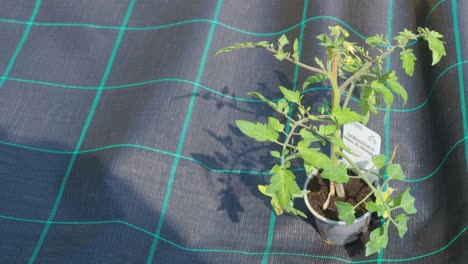 weed control system with black plastic film. agricultural technology. plant covers. weed suppressant fabric.