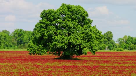 lush green oak tree stands strong in sea of blooming incarnate clover, blue sky