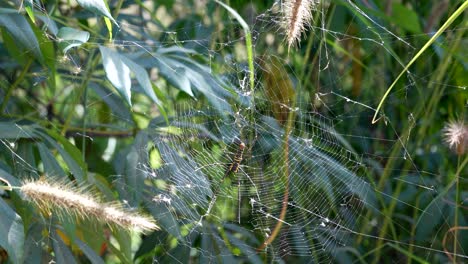 large spider clings to a web waiting for animals to be trapped in the trap for food to survive in the tropical forests