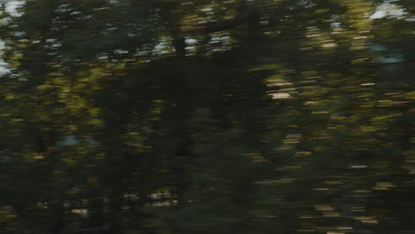 blurred view of trees from a moving vehicle