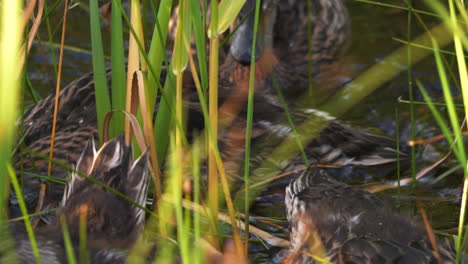 young mallards hide in grassy waters, close up