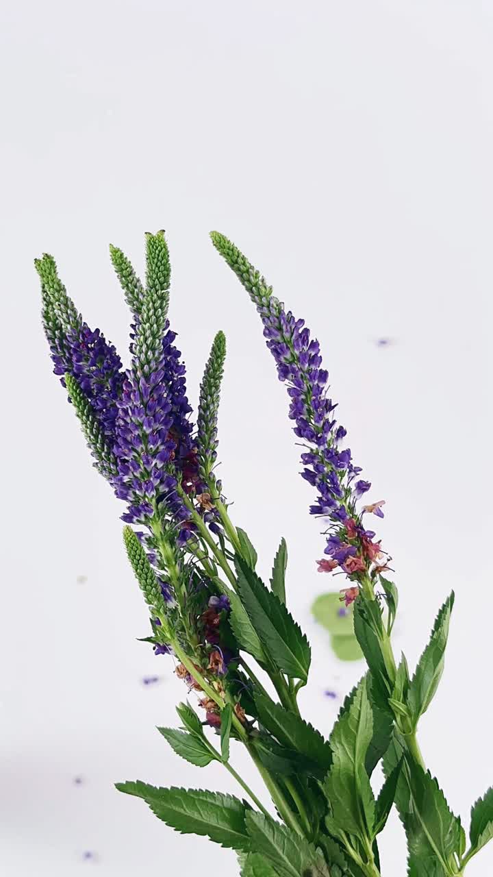 ramo de flores moradas