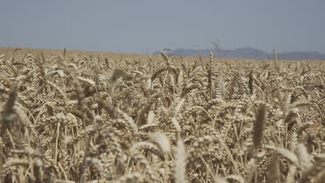 wheat crop swaying through wind outdoor in nature