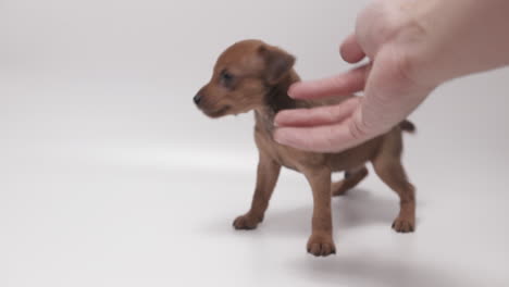 Cachorro-De-Pinscher-Miniatura-De-Pelo-Corto-Activo-Acariciado-Por-Mano-Masculina,-Fondo-Blanco