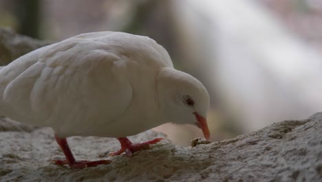 close up of wild white pigeon pecking food of wooden log in nature