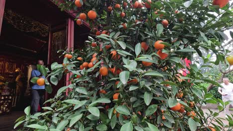 hombre examina un árbol de naranja fuera de un edificio