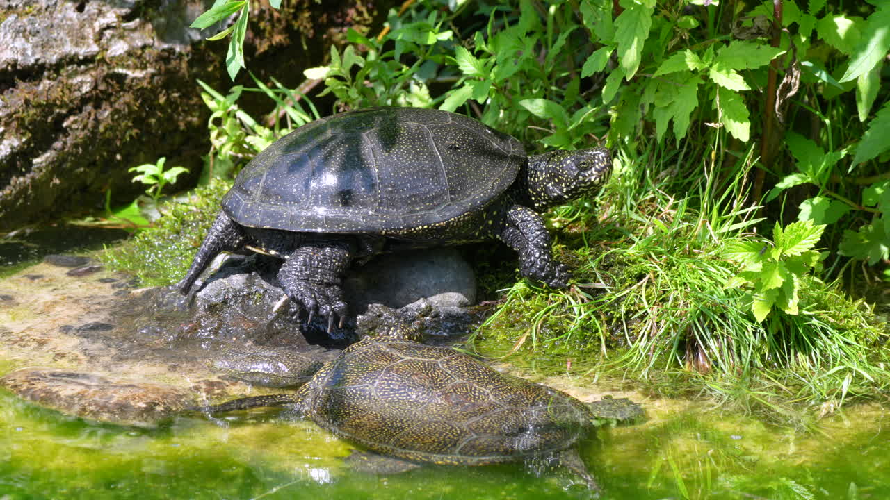 Group of black sea turtles resting on shore of natural green lake in wilderness,close up shot