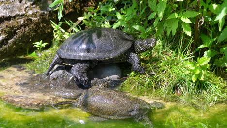 Group-of-black-sea-turtles-resting-on-shore-of-natural-green-lake-in-wilderness,close-up-shot