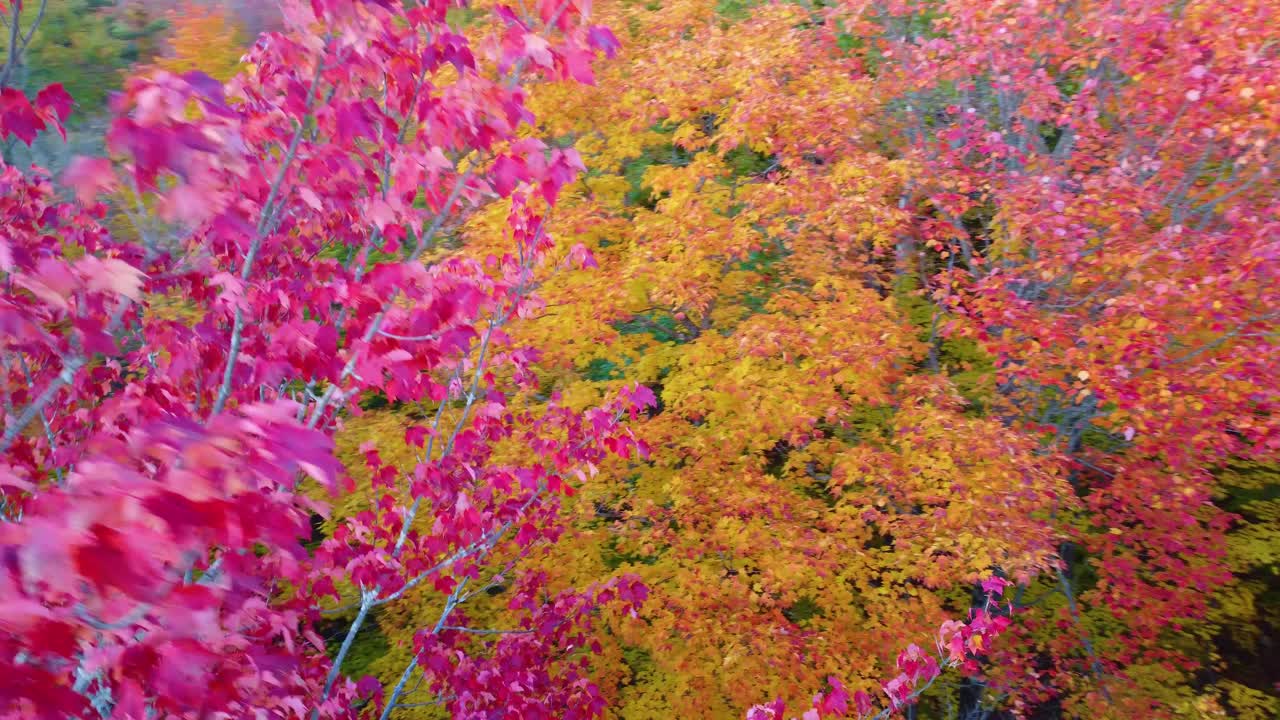 Canadian forest in Estrie bursts, vibrant autumn colors during October drone fly