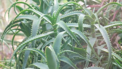 aloe vera is a tropical green plant that tolerates hot weather well aloe vera is a very useful aloe vera is a tropical green plant that tolerates hot weather well aloe vera is a very useful herbal medicine for skin and hair care slow motion