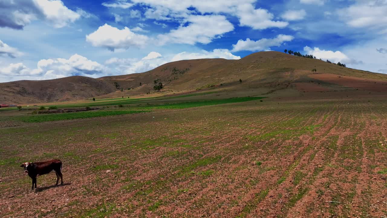 el dron se desliza bajo sobre el pasto andino boliviano, pasando por una vaca con majestuosas montañas en el fondo
