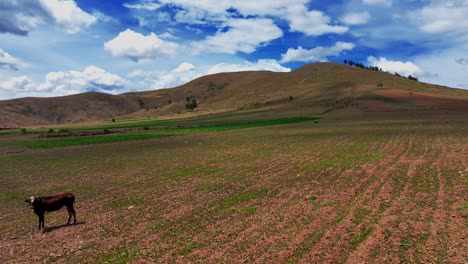 Drone-glides-low-over-Bolivian-Andean-pasture,-passing-by-a-cow-with-majestic-mountains-in-the-background