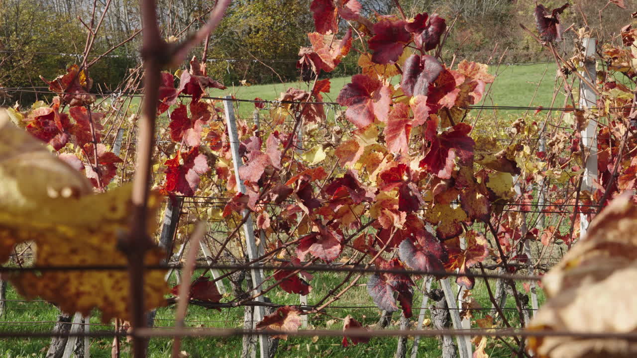 Colorful vineyard in autumn with red, orange and yellow leaves blowing in the wind. Sunny day in a rural countryside landscape