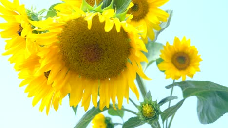 abeja de polen encaramada en el girasol
