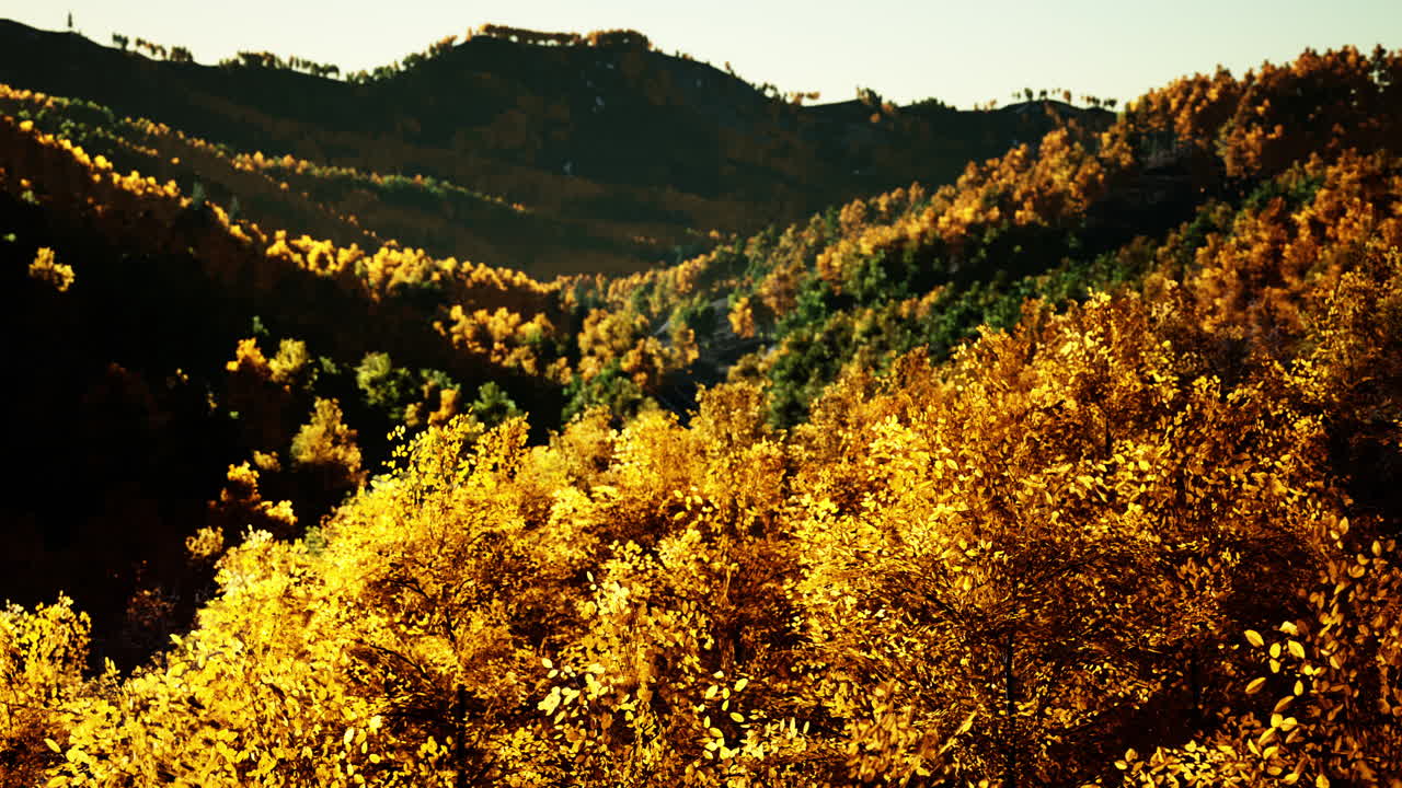 태양에 빛나는 마법의 노란색 나무들