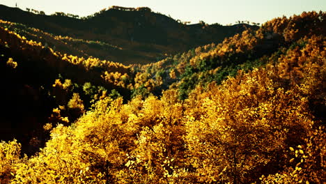 magical yellow trees glowing in the sun