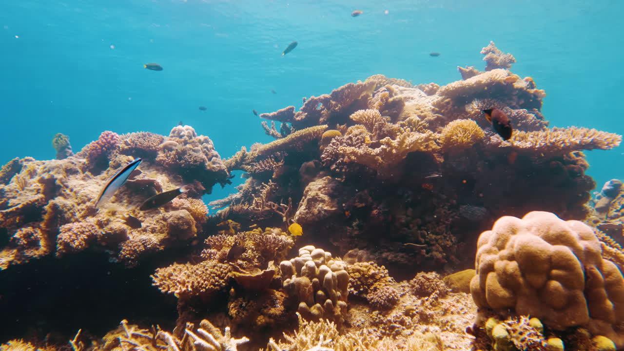 una toma cinematográfica en cámara lenta de un colorido arrecife de coral con peces nadando en aguas muy claras en un día brillante y soleado, moviéndose hacia adelante en 4k, 120fps, slomo