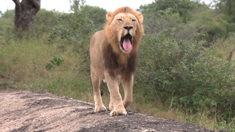 african lion walking towards camera in savannah