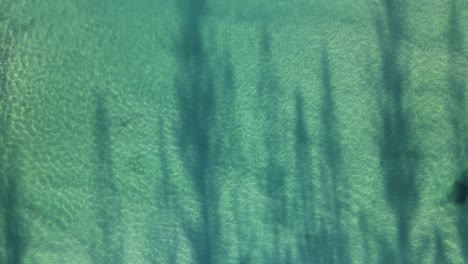 vista única de los árboles que proyectan sombras de silueta sobre las suaves aguas onduladas del océano