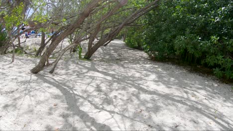 explorando la jungla junto a una playa tropical
