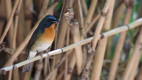 chinese blue flycatcher perching on a small bamboo in thailand in winter - close up, full shot