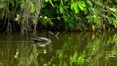 una foto serena de un pato no identificado deslizándose a través de las aguas tranquilas de tambopata, rodeado de exuberante vegetación. el pájaro se mueve pacíficamente, mezclándose con la atmósfera tranquila de la selva tropical