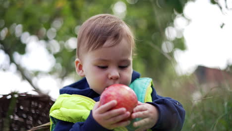 little toddler trying to bite a big red apple. baby boy sitting in the nature with a fruit in his hands. blurred backdrop.