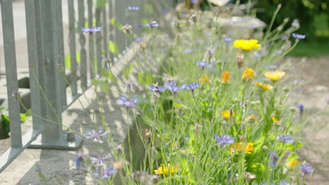 Crash-zoom-on-a-bee-sitting-on-a-flower,-bee-flies-away