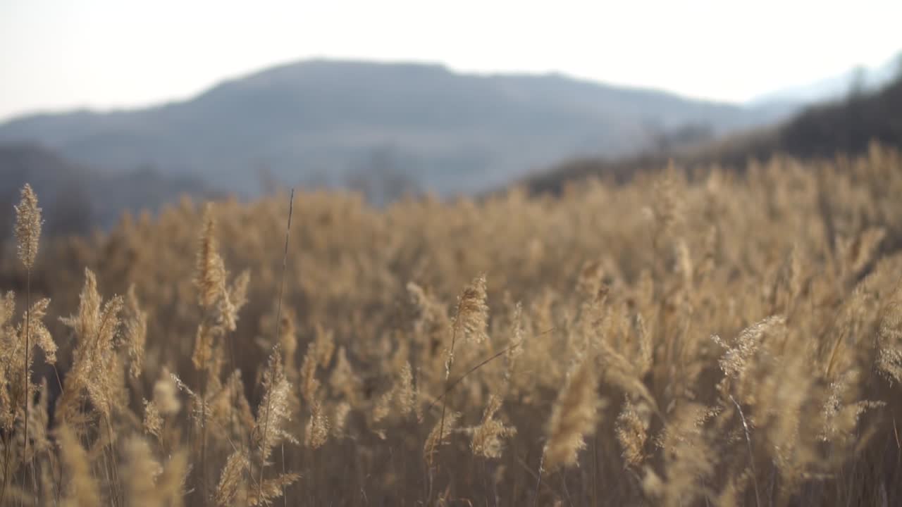 Dried grass in the wind on late winter at camp
