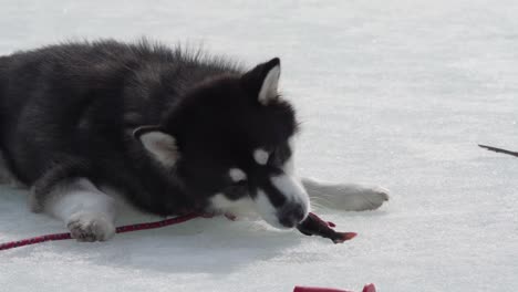 Alaskan-Malamute-Hund-Frisst-Frisch-Gefangenen-Fisch-Im-Zugefrorenen-See