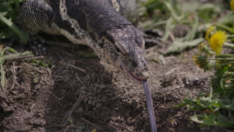 Lengua-De-Monitor-De-Agua-Asiática-Que-Prolonga-La-Cámara-Lenta---Dragón-Moderno-Que-Vive-En-La-Naturaleza