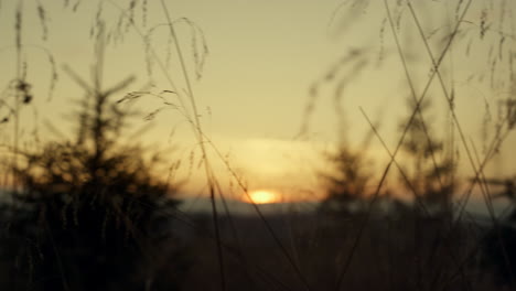 vista del atardecer a través de la hierba