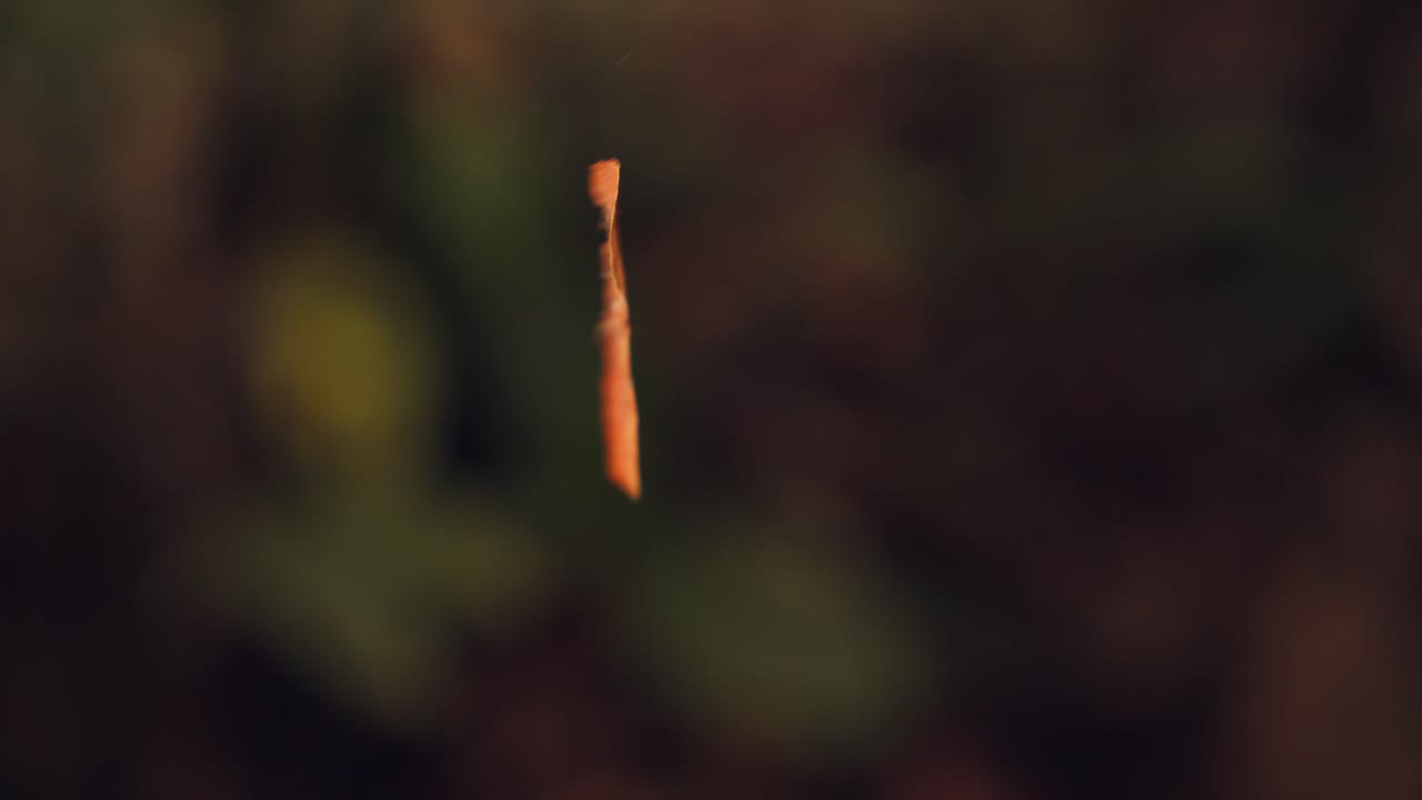 un pedazo de corteza fina gira en el viento en un hilo de seda hilado por un insecto