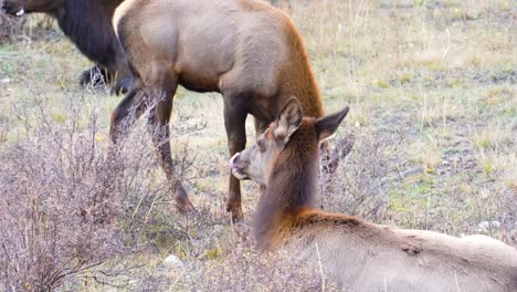 Elch,-Der-Sich-Zum-Schlafen-Hinlegt,-Umgeben-Von-Einer-Herde,-Die-Auf-Dem-Grasland-Im-Rocky-mountain-nationalpark,-Colorado,-Usa,-Weidet