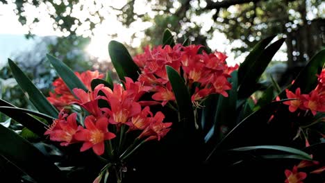 flores de lirio naranja tropical en un jardín impresionante